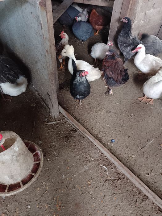 De vânzare pasari de casa