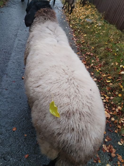Vând Berbec Cărăbaș sârbesc