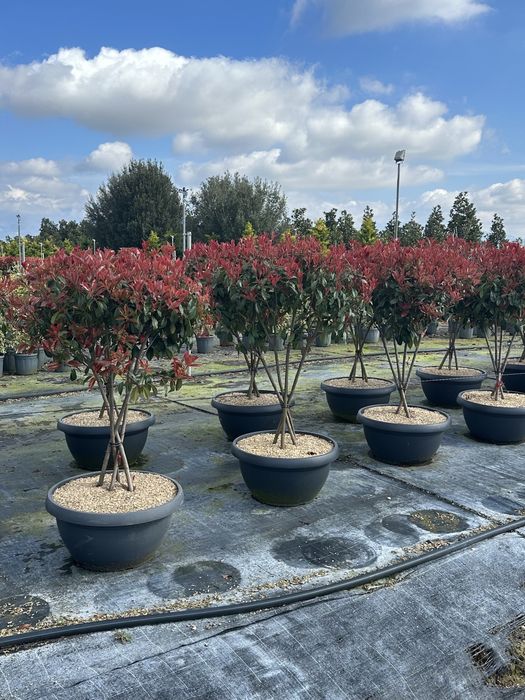 Plante ornamentale pentru spati verzi gradina terase etc