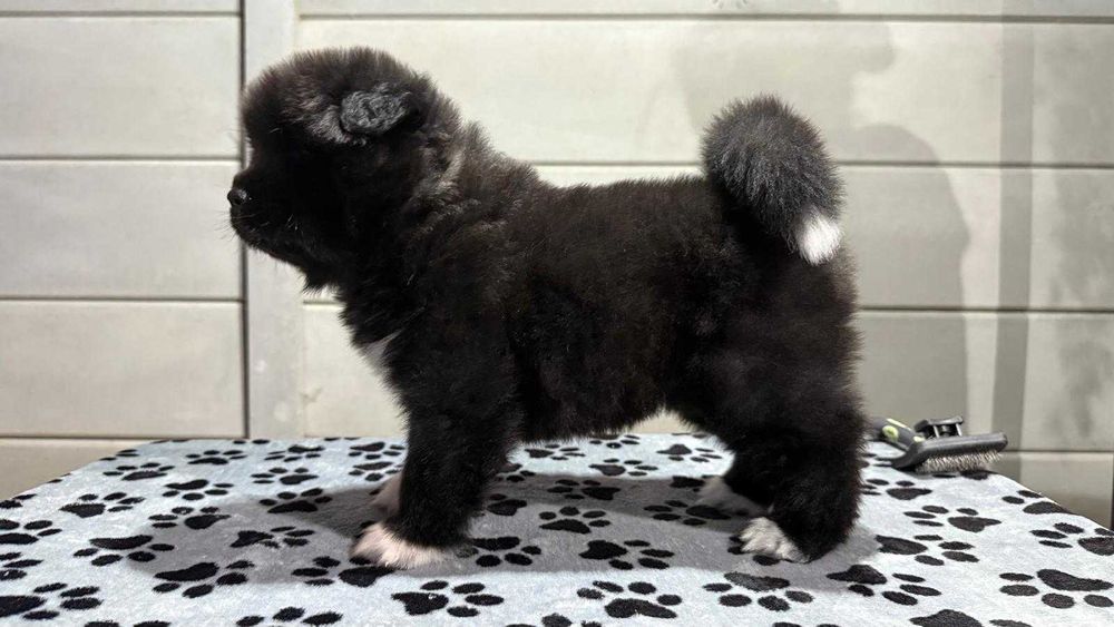 Pui Akita American Long Coat cu Pedigree