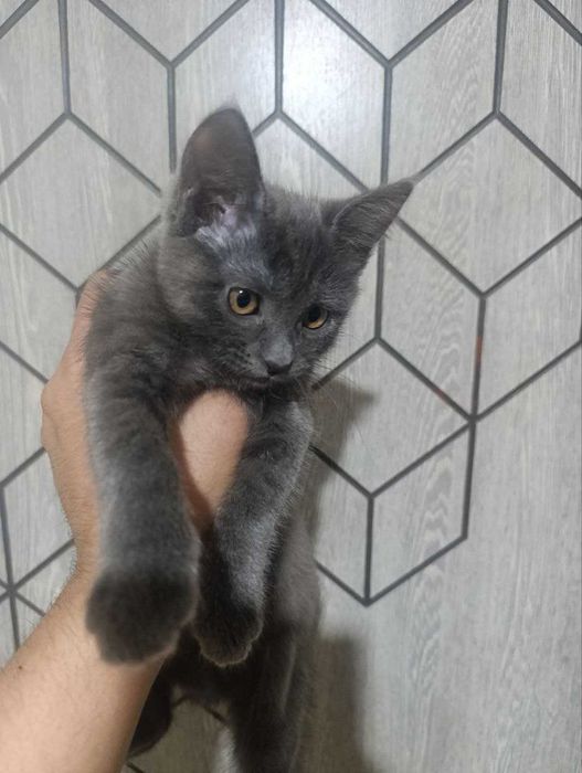 продам породистого котенка