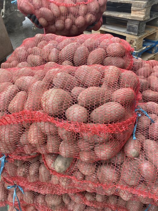 Cartofi consum red lady