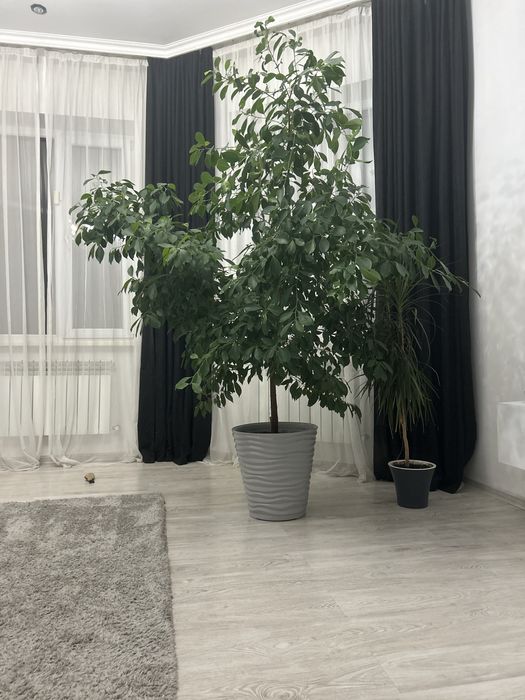 Продаю комнатные растения (Фикусы)