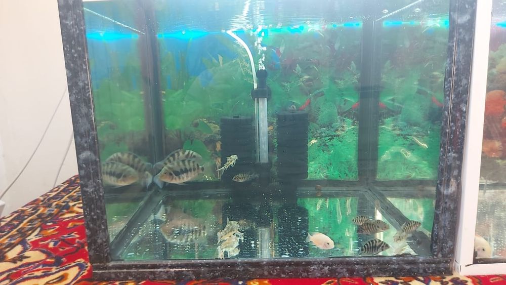 Аквариум балықтарымен сатылады