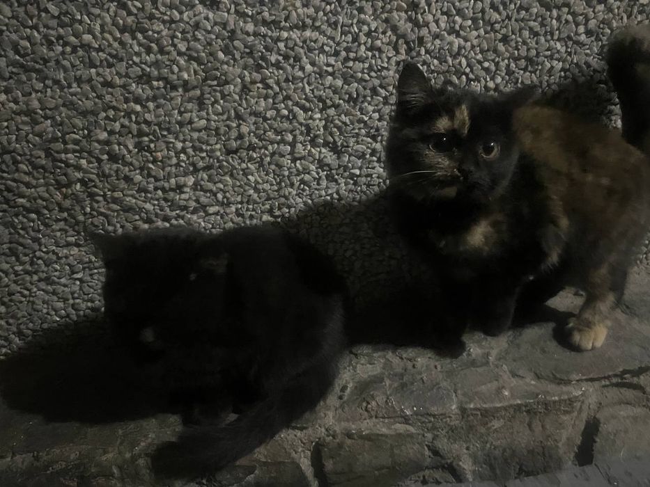 отдам котят девочек