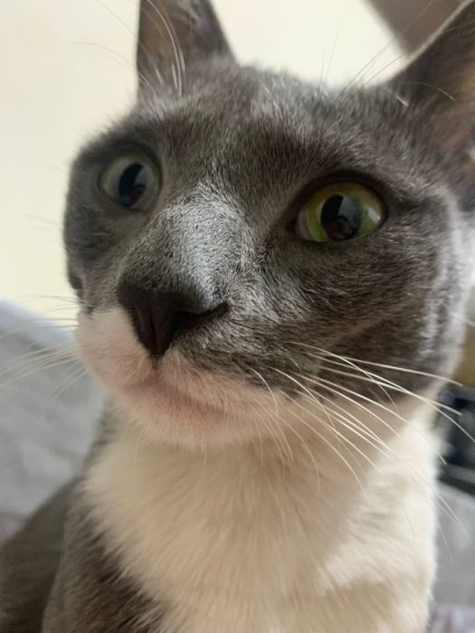 Mushuk tekinga beriladi yaxshi qaridiganla aloqaga chiqila trkinga ber