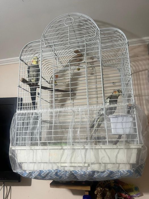 Птицы пара можно даже на подарок