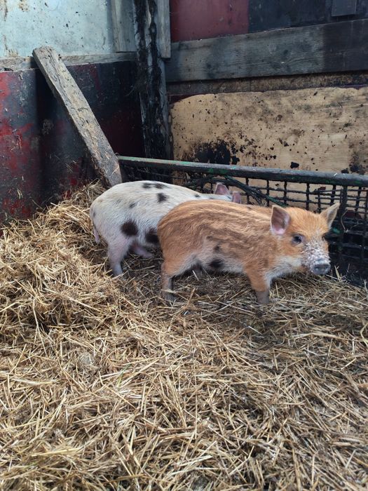 Продам поросят Венгерская мангалица.