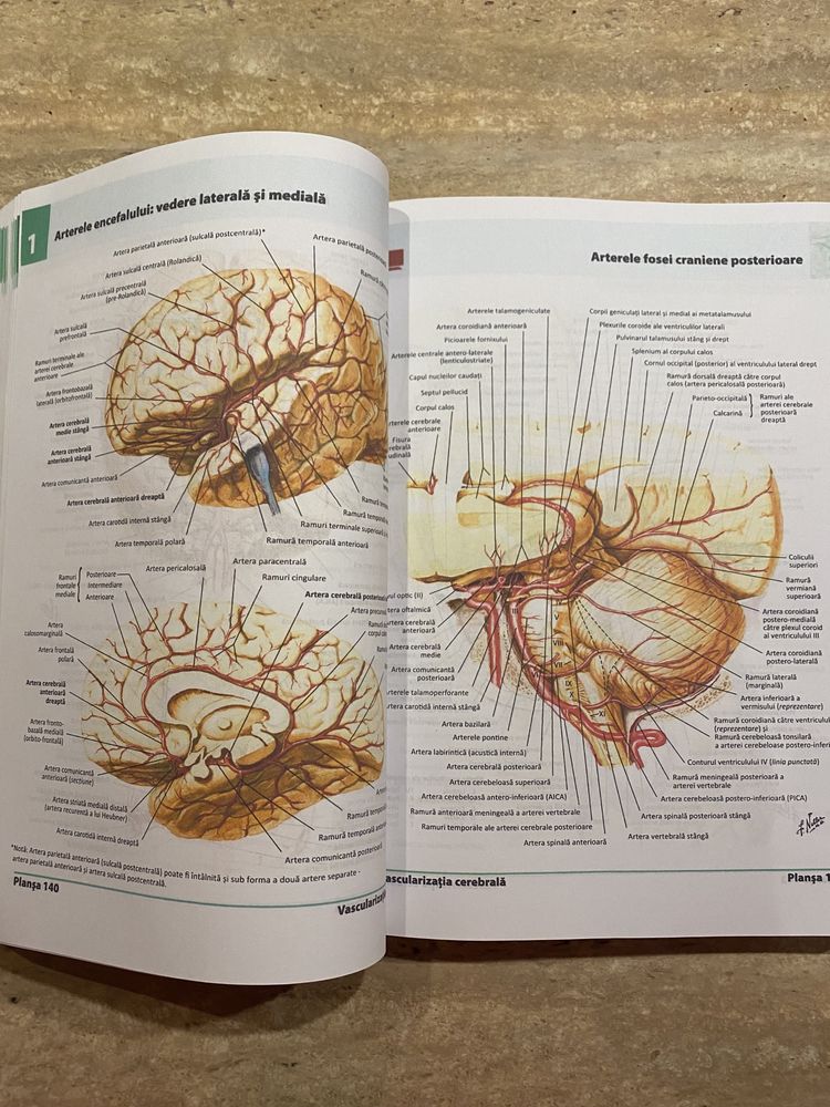 Atlas anatomie Netter