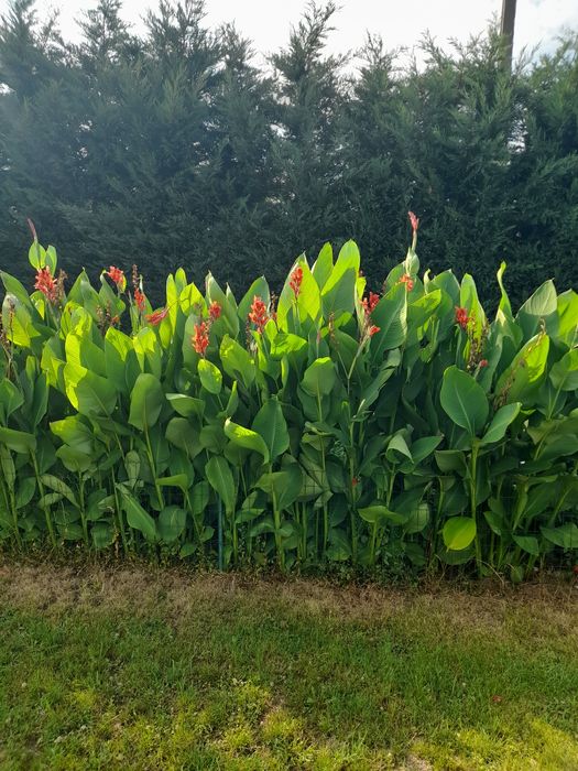 Super oferta! Vand rizomi ( bulbi ) de canna indice, aclimatizati