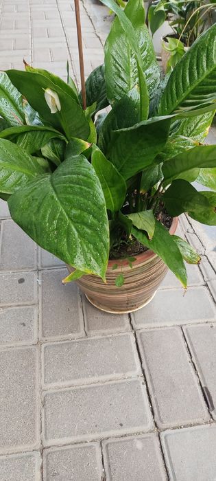 комнатные растения/ герань/алое от 800 тг