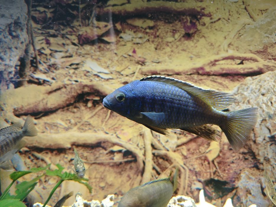 Аквариумные рыбки, цихлиды