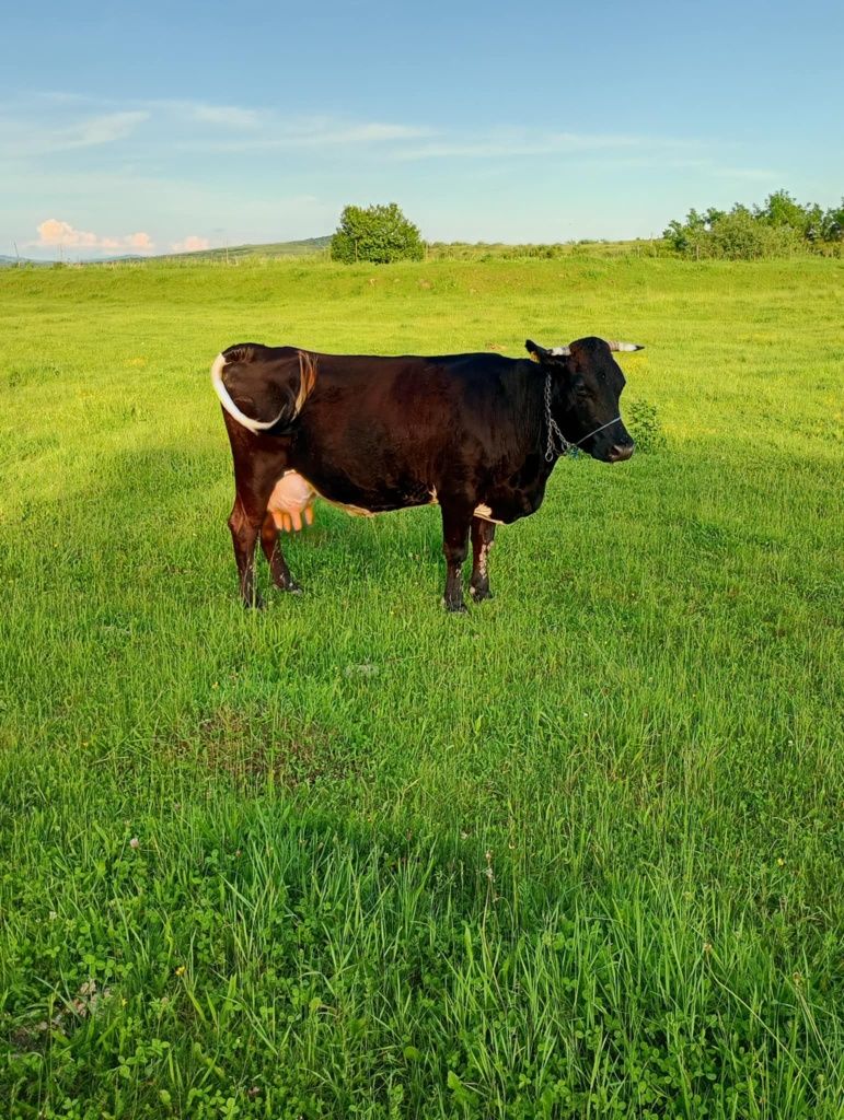 Vând vaca gestanta de 5 luni