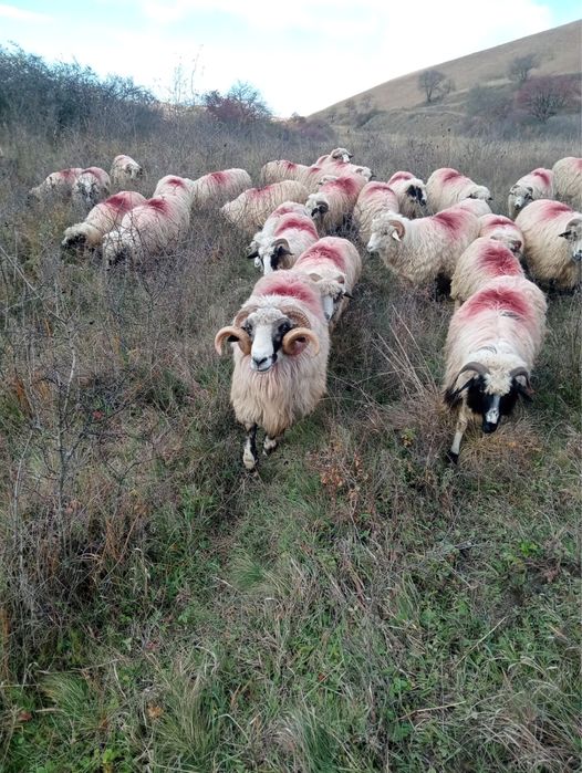 Vand 30 oi bune de tinut!!