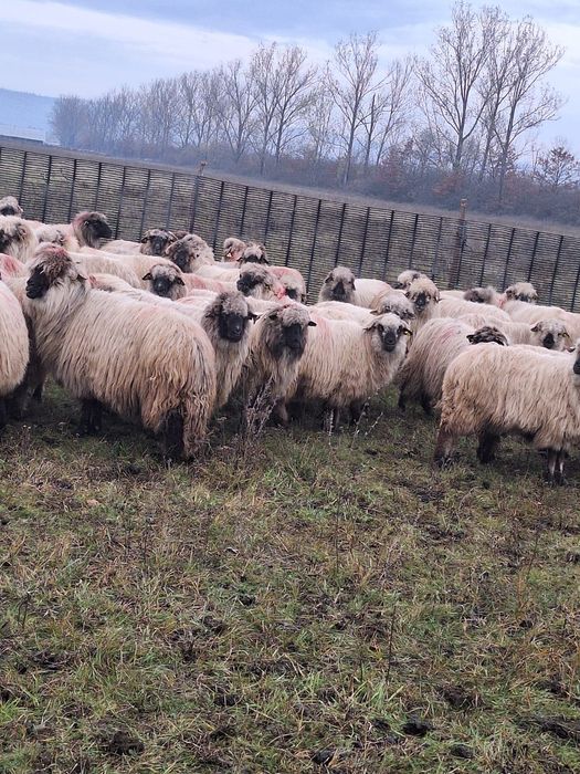 Vând oi bucălăi 100 buc.