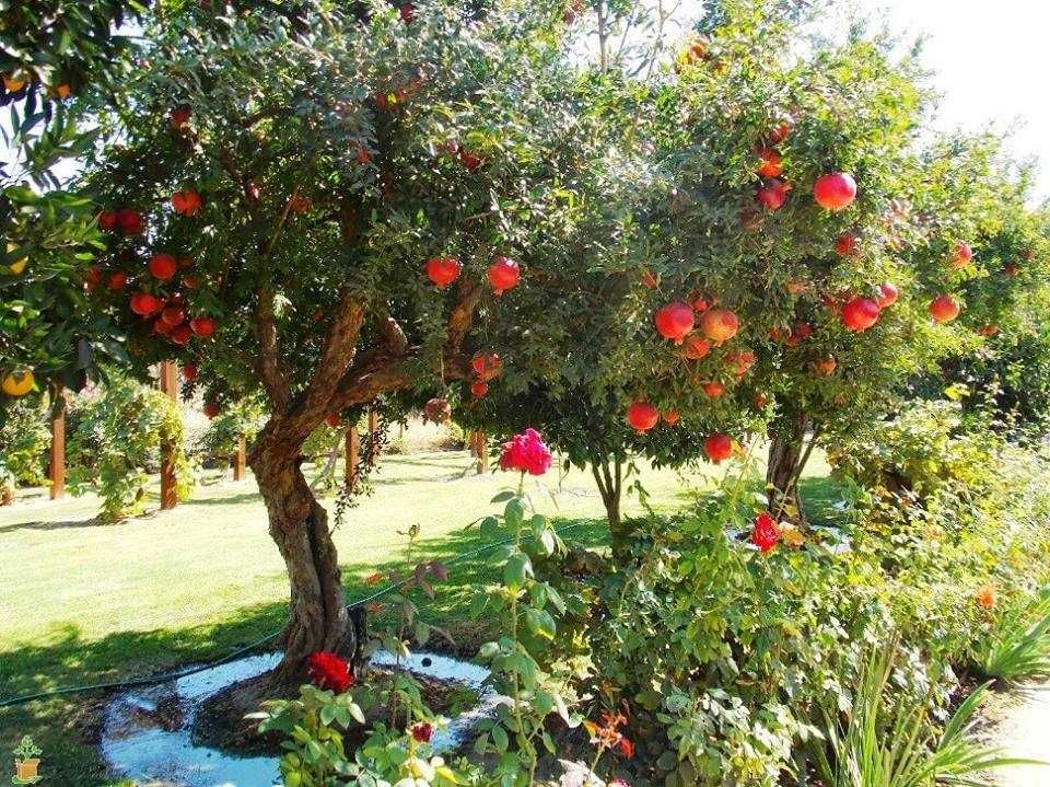 Нар фиданки  - Punika granatum  Студоустойчив и Самоопрашващ