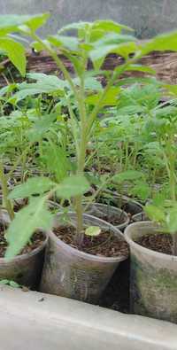 Продавам разсад домати,тиквички,пипер и краставици реколта 2024г