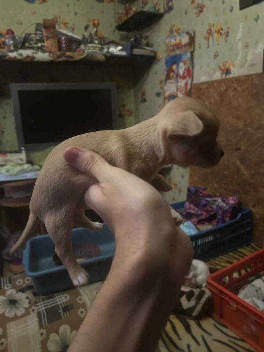 Продавам чихуахуа