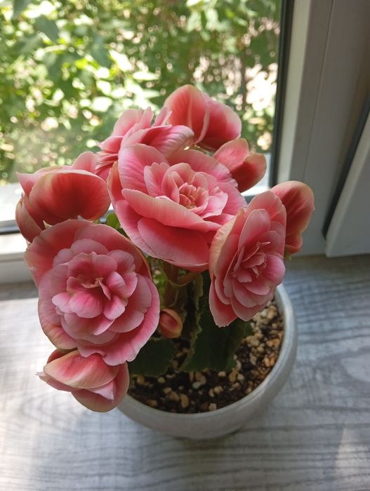 Бегония Элатиор Бориас в горшках.