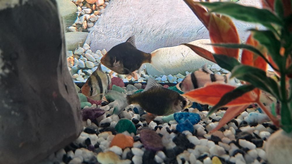 Баликлар ва аквариум,иситгич,филтр ичидаги декоративни нарсалари билан