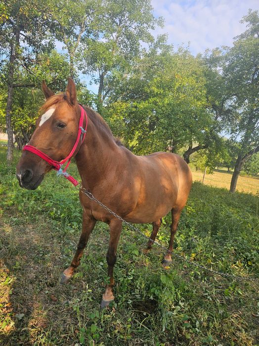 Vand iapa. Mai multe detali la telefon.