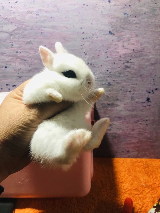 Karlik dekaretivni quyonchala sotiladi