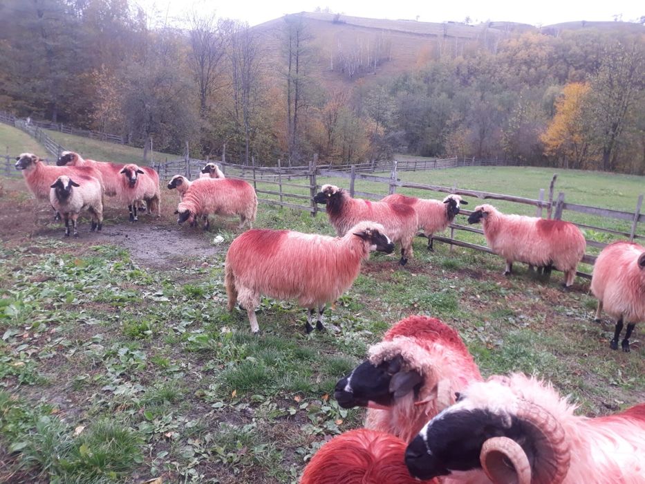 Vînd oi tinere si frumoase