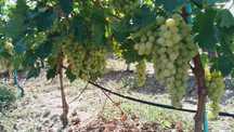 Vind struguri de vin