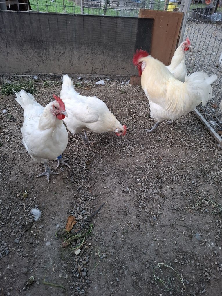 La Bresse perechi sau familie
