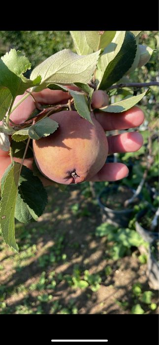 Pomi fructiferi la ghiveci !anul 3-6
