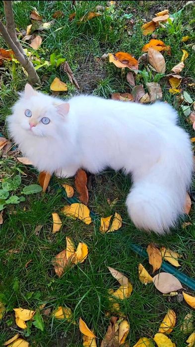 British Longhair baiat superb pedigree