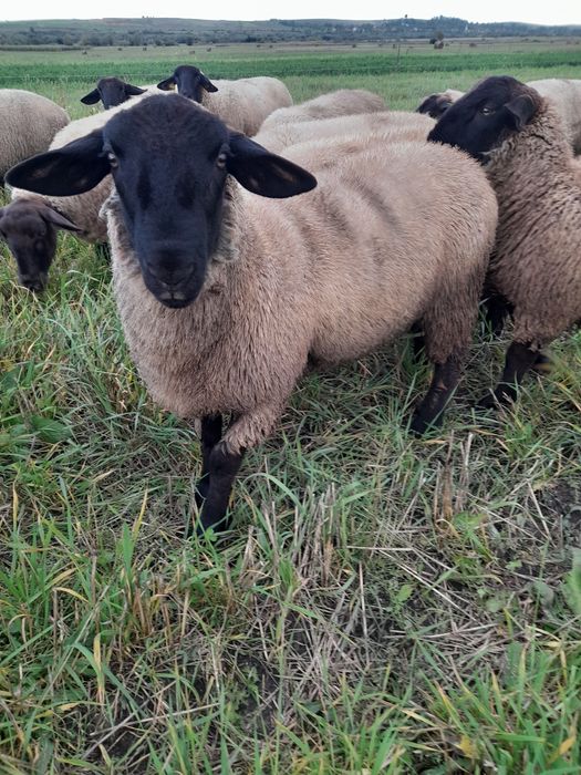 Vând oi sufolk,12 bucăți