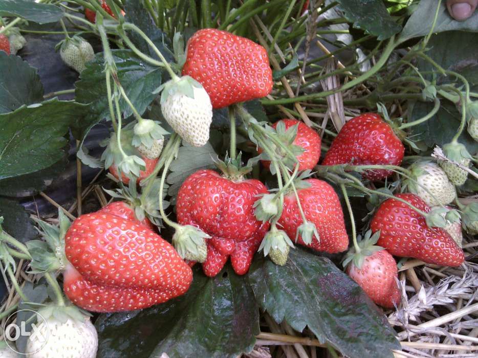 vand stoloni capsuni diverse soiuri remontante ALBION ,sau anuale