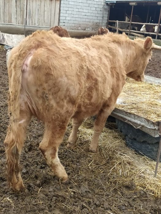 Семiз қашар еті бар жiлiкке наличка