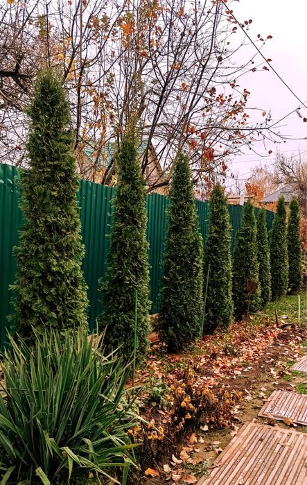 Ели туи разных сортов