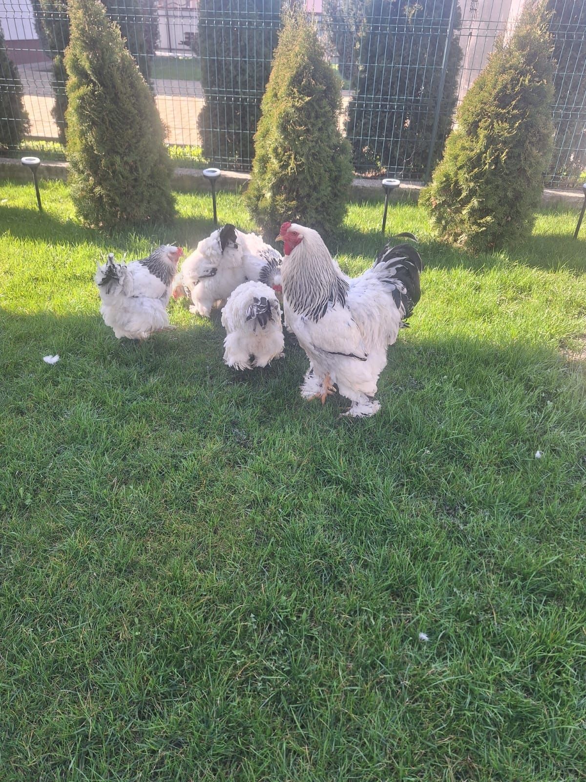 Gaini brahma și wyandotte