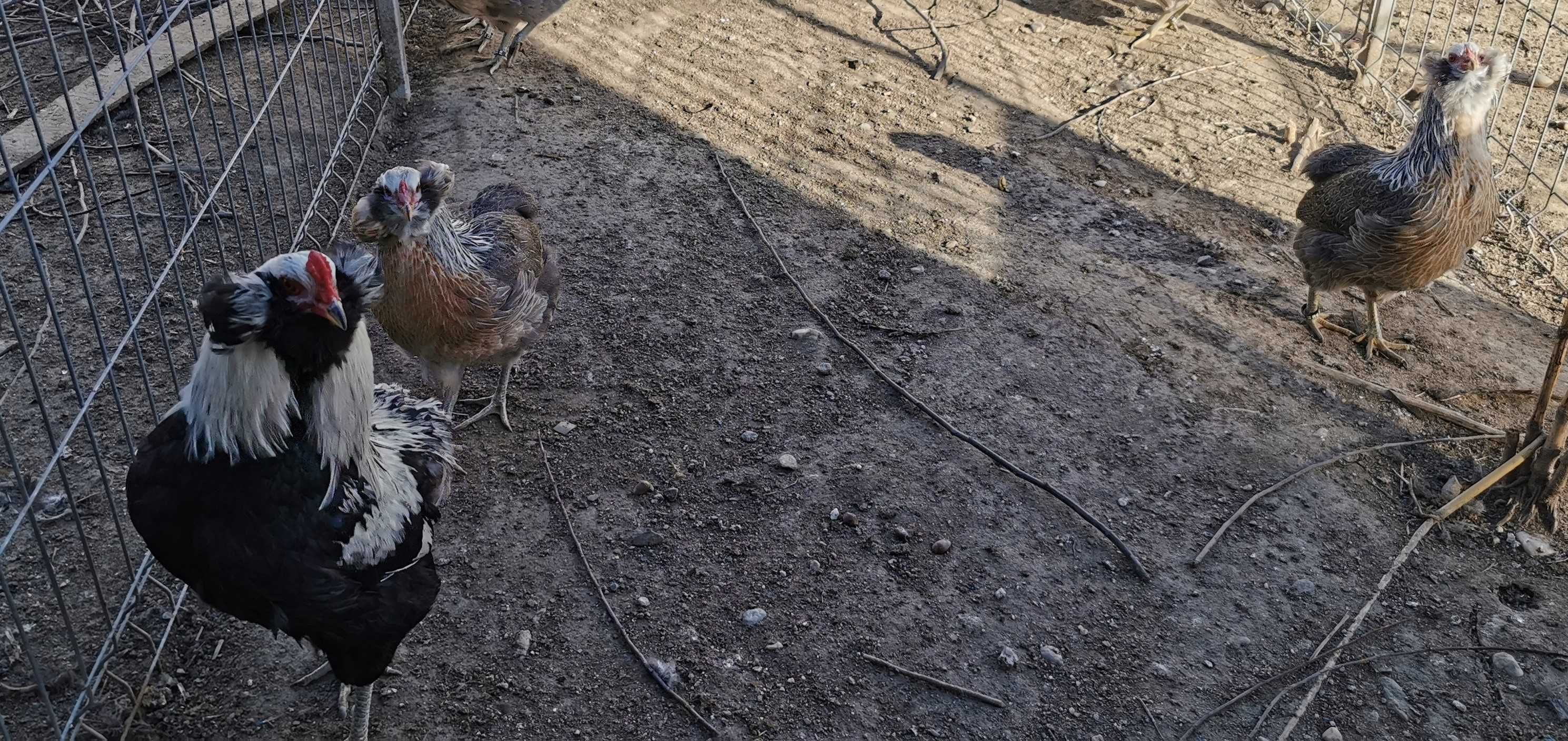 Oua Araucana Argintiu Silver, rasa pura