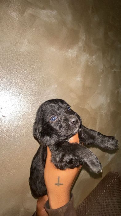 Labrador retriever