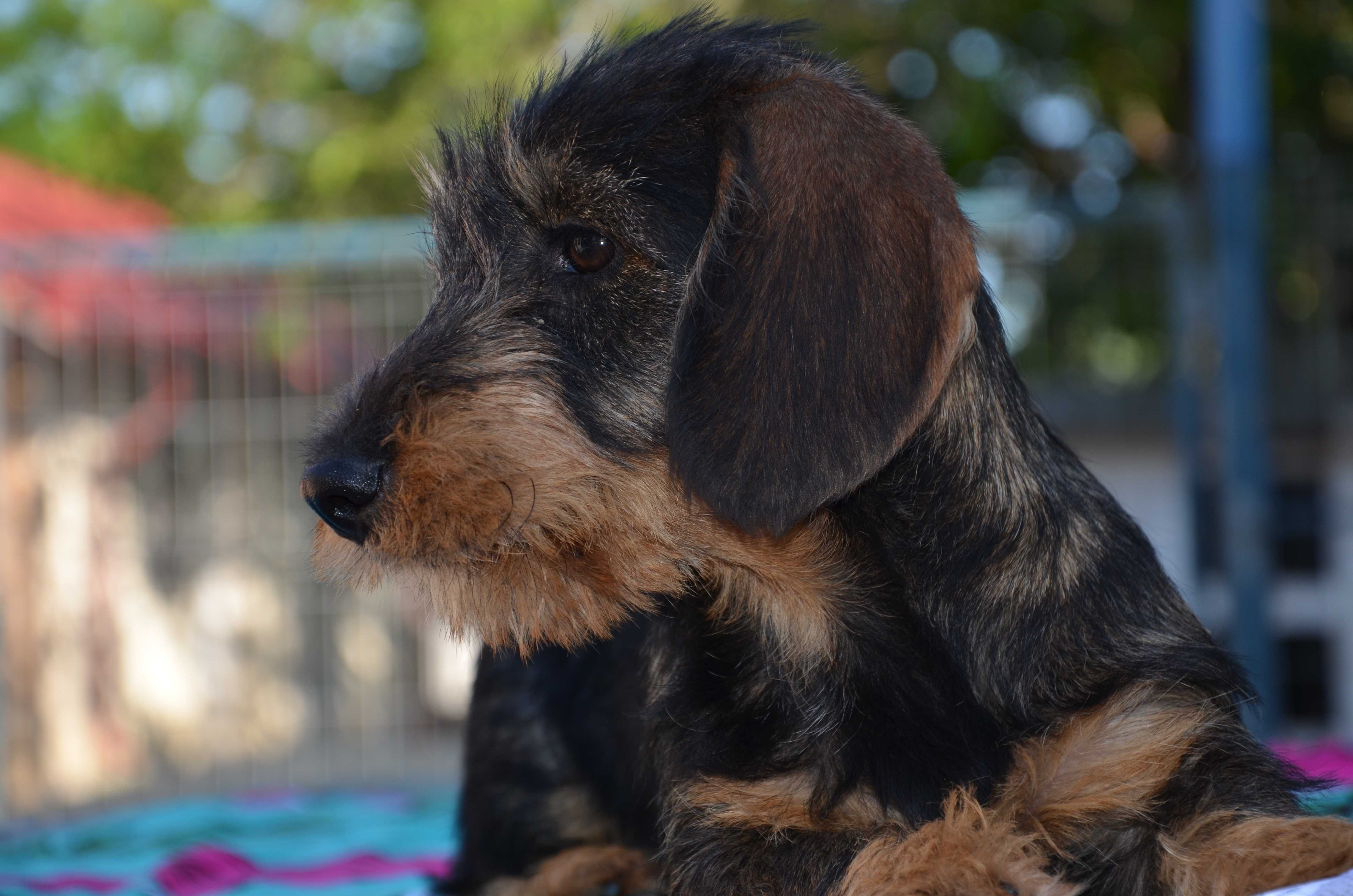 Femela de teckel sarmos standard cu Pedigree A
