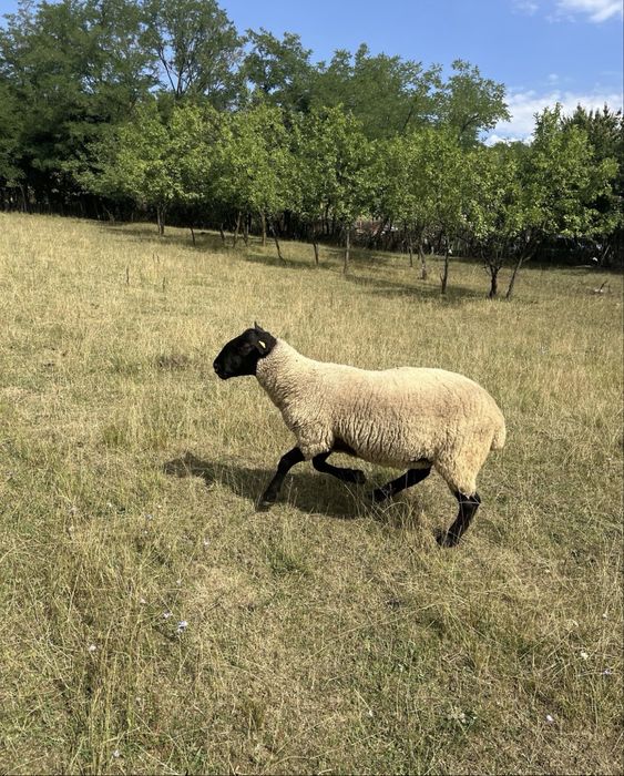 Vând berbecuți Suffolk