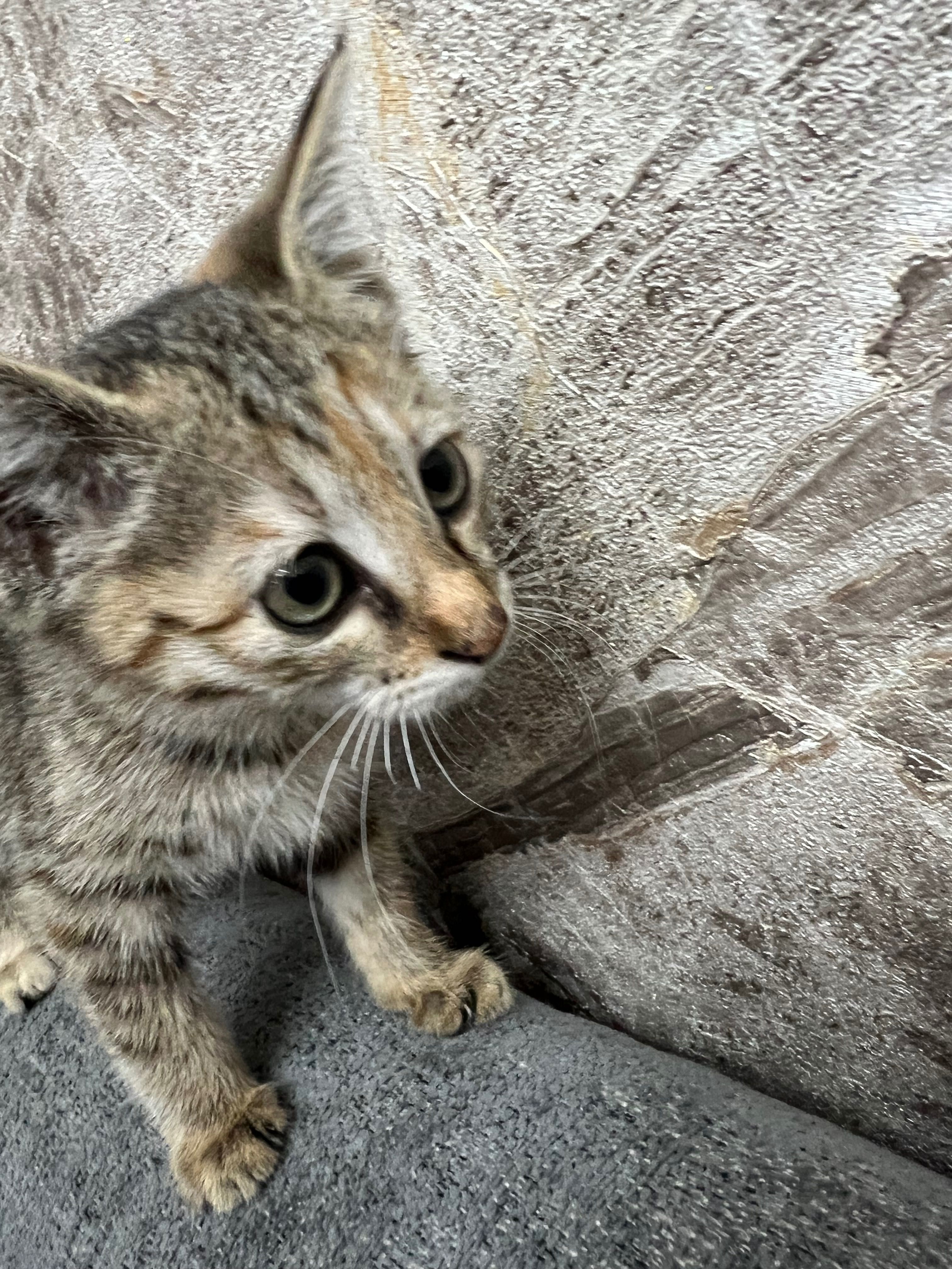 Котята маленькие домашние