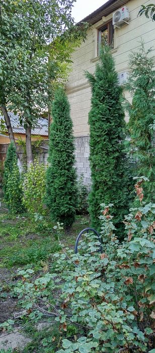 Туя Коломна, Брабант,  10летние, высотой 4метра.