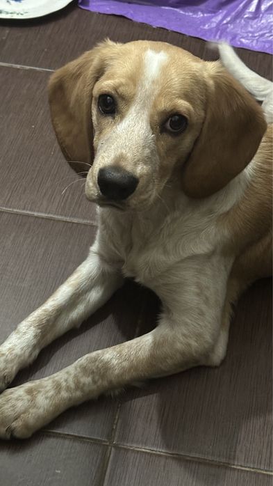 Собака. Обращаться те кто сможет держать.