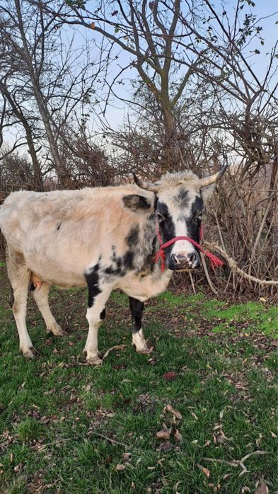 Vand vaca al 2-lea vitel