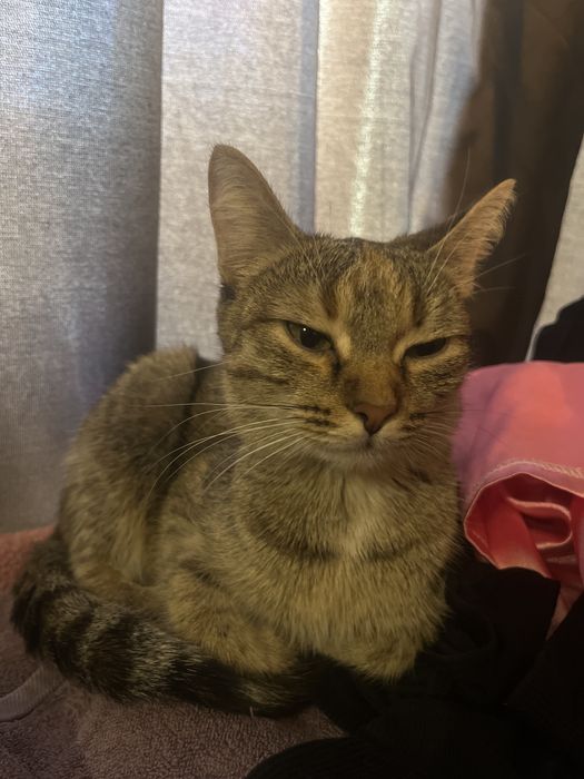 Кормящая молодая кошечка ищет дом