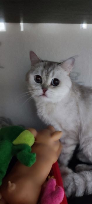 Породистый котик в добрые руки