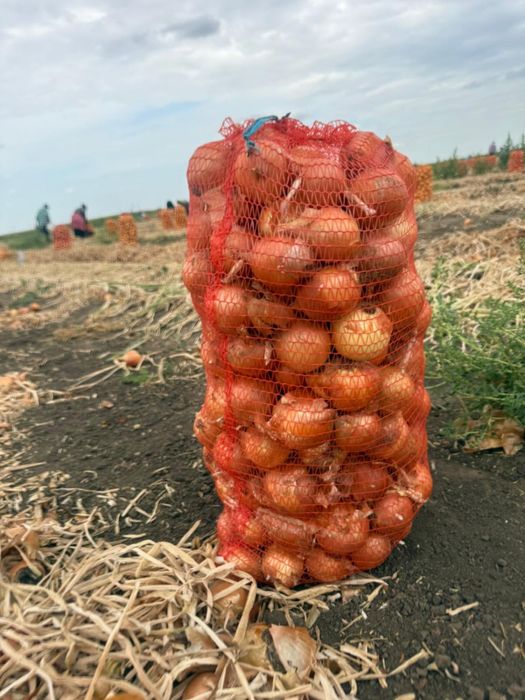 Dovleci Hallowee Kratos Gladiator – Varza de murat - Ceapa- placintari