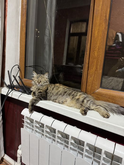 Продаются 4 котенка от породистого кота