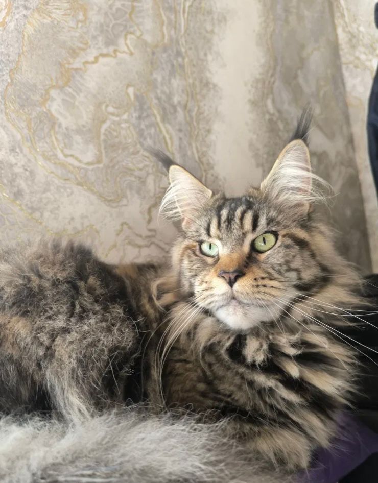Мейн Кун котёнок девочка