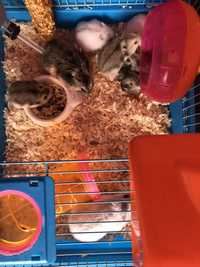 Vând 3 perechii hamster pitic